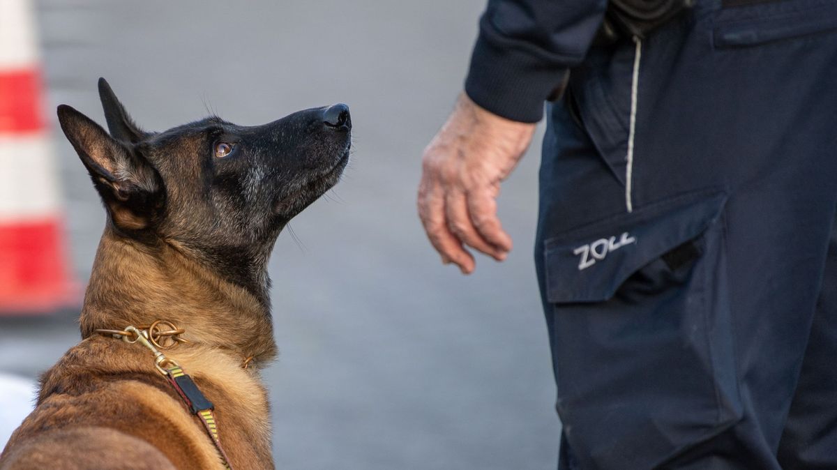 Hrdina jménem Spejbl. Policejní pes v Sasku vypátral ztracenou důchodkyni